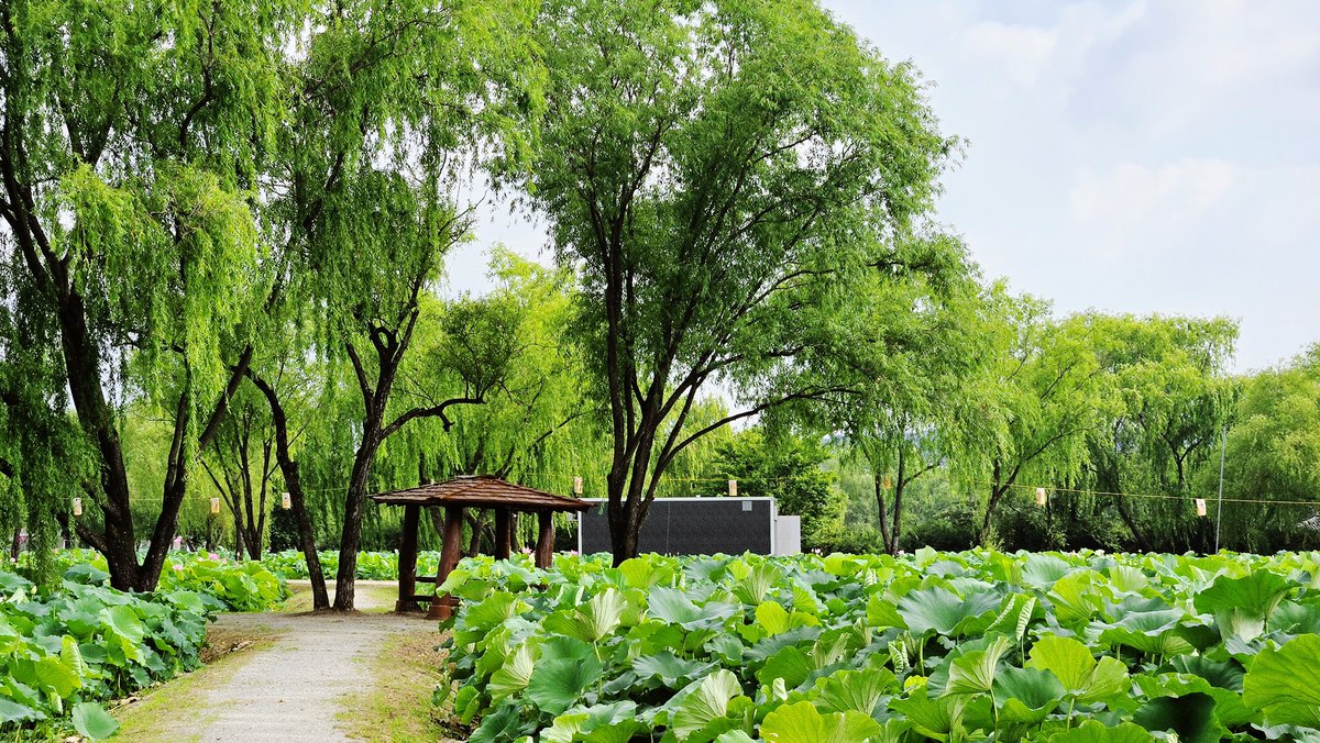 -그 고집스러움이 좋아서 -

고집스러운 눈빛으로
끝내 지켜낸 마음이 있지
고집 하나로 걸어가는 자신의 길 위로
계절마다 불어오는 바람에
짧아지기도, 길어지기도 하는 감정들

무심히 던져진 칼날 같은 말에
찔려 아파했던 수많은 밤들이 있지
홀로 별을 바라보며
노래 한 소절로 삼켰을 그 고독의