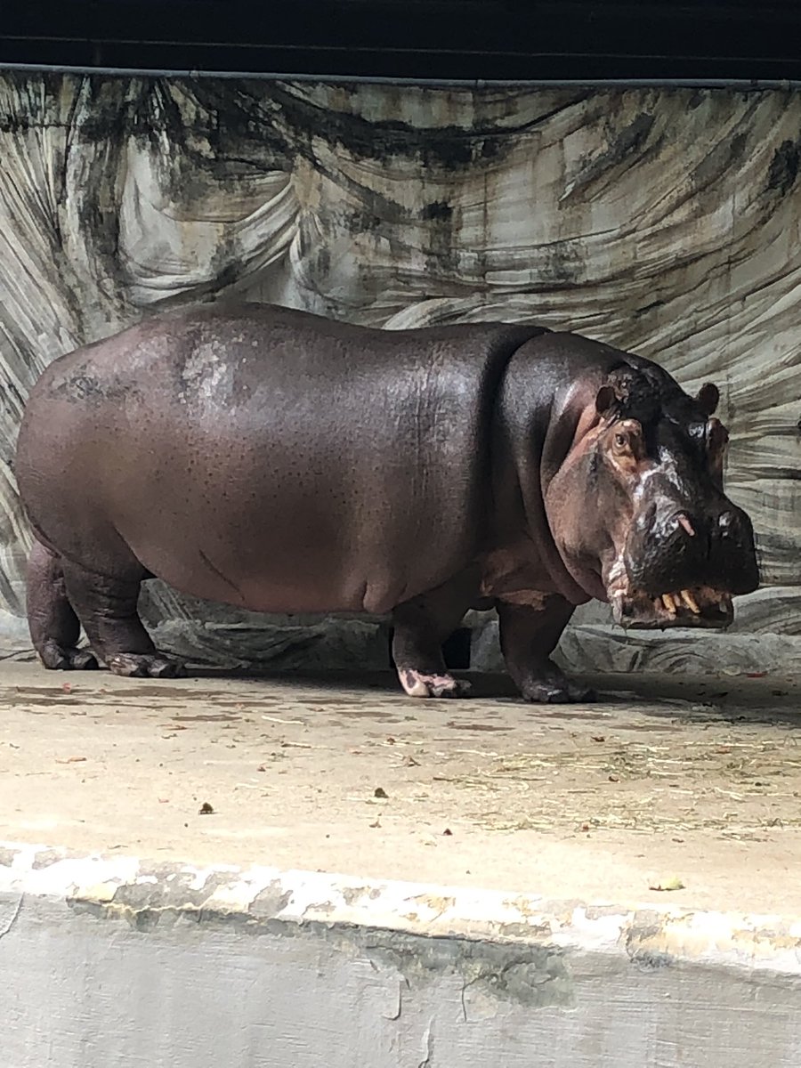 カバ
サバンナじゃライオンを超える戦闘力を持つと言われる伝説の魔獣
