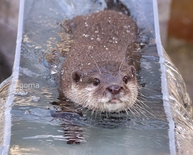otter_goma's tweet image. ðæ°Žè·¯ãå¢ãããç§»åããðæµãã«ã¯ãŠãœâšãããžã¡ããð
(åžå·åžåæ€ç©åãåèçåžå·åžå€§çº284-1)
ãããž ã³ãã¡ã«ã¯ãŠãœ #ã«ã¯ãŠãœ #åžå·åžåæ€ç©å #otterðŠŠ