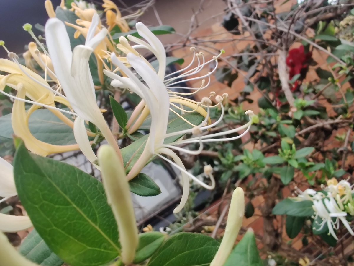 moebeast25 || Commissions Open (@moebeast25) on Twitter photo 