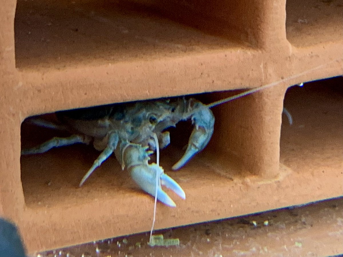 淡水コシオリエビ入荷しました
可愛いです💕
#淡水コシオリエビブルー
#コシオリエビ