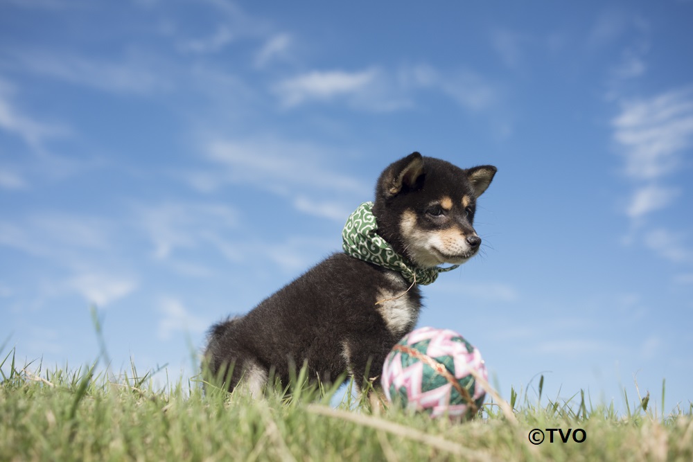 豆助 -Mamesuke- 公式 (@mamesuke_tvo) / Posts / X