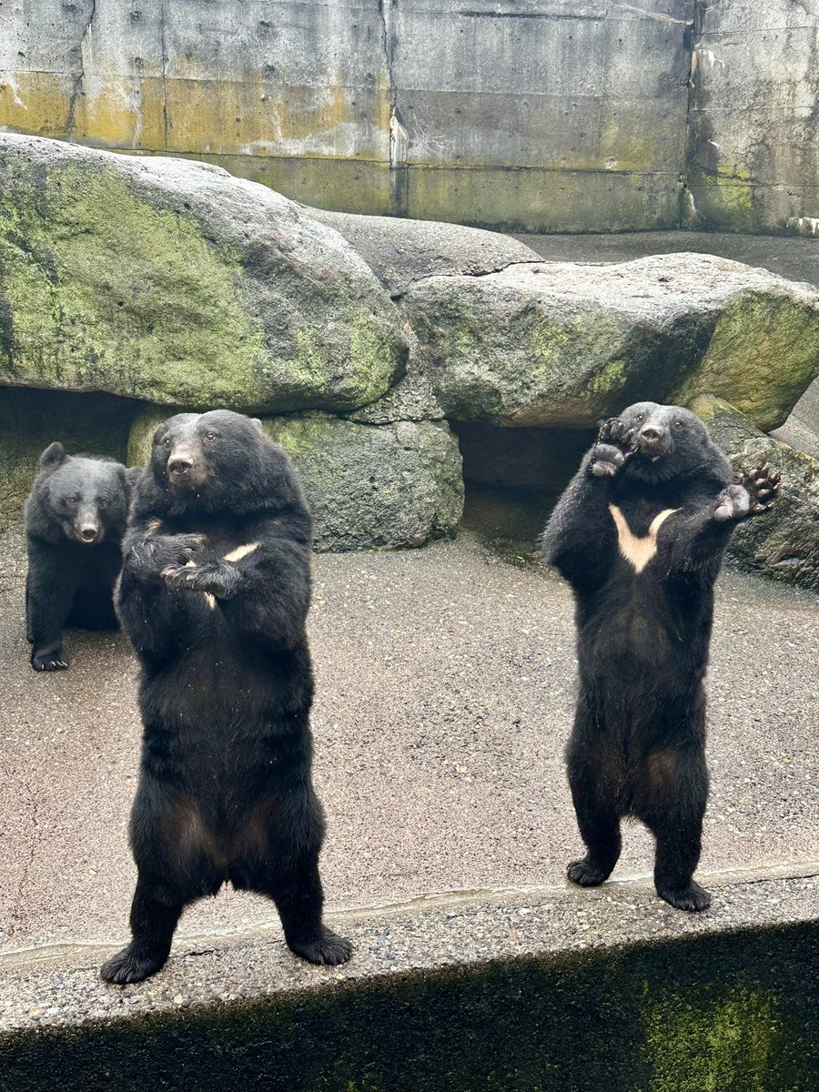 河童と白熊 Amazon.co.jp: あああ～ !! お客様困ります !! Mocchi－Mocchi