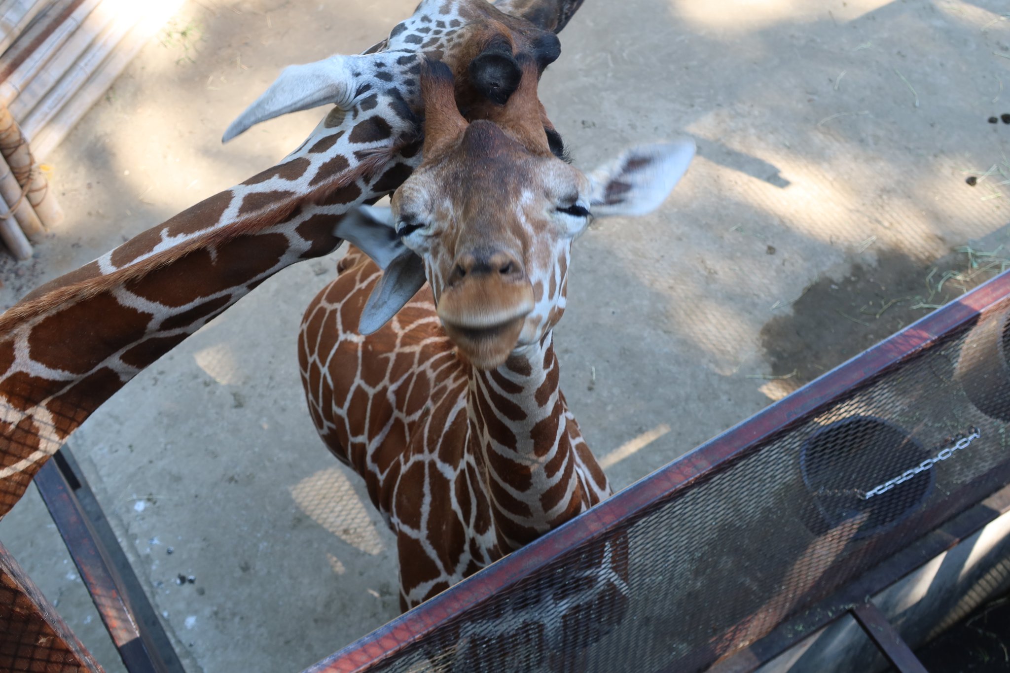 おまとめ　キリン、ゾウ、かき氷 おまとめ キリン、ゾウ、かき氷 楽天市場】【スーパーセール期間
