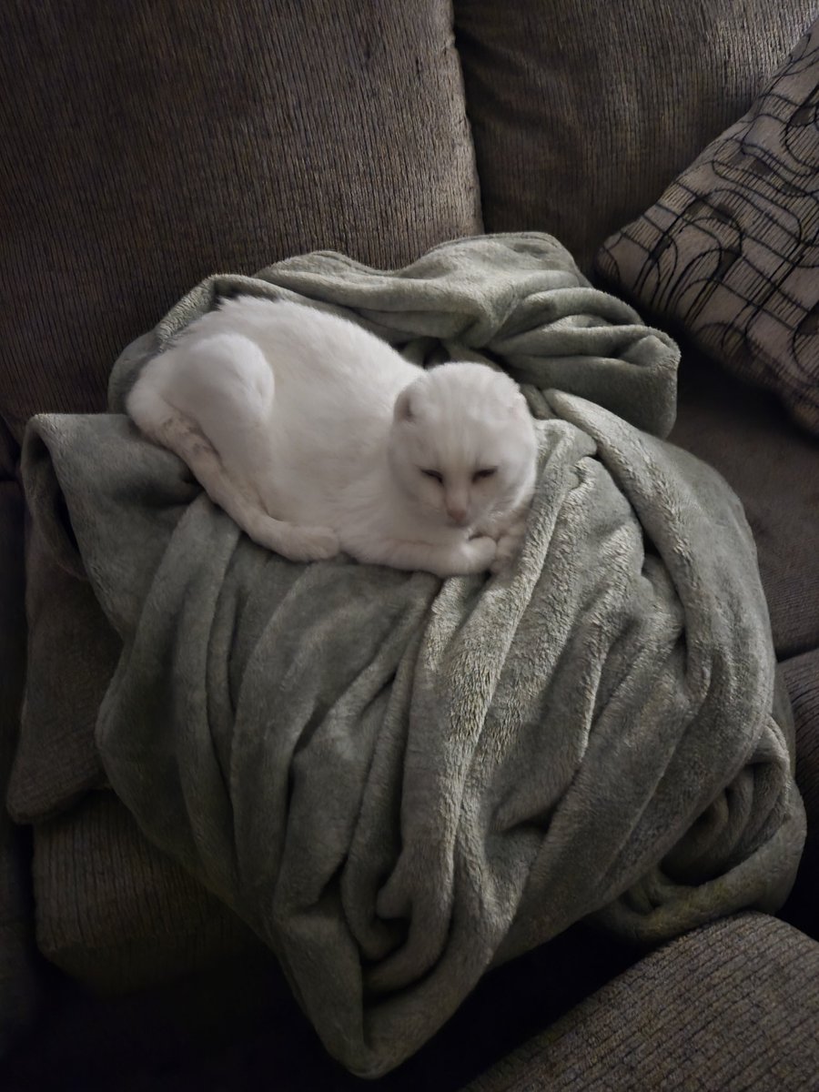 Scoot won.
The wife has given up the blanjet