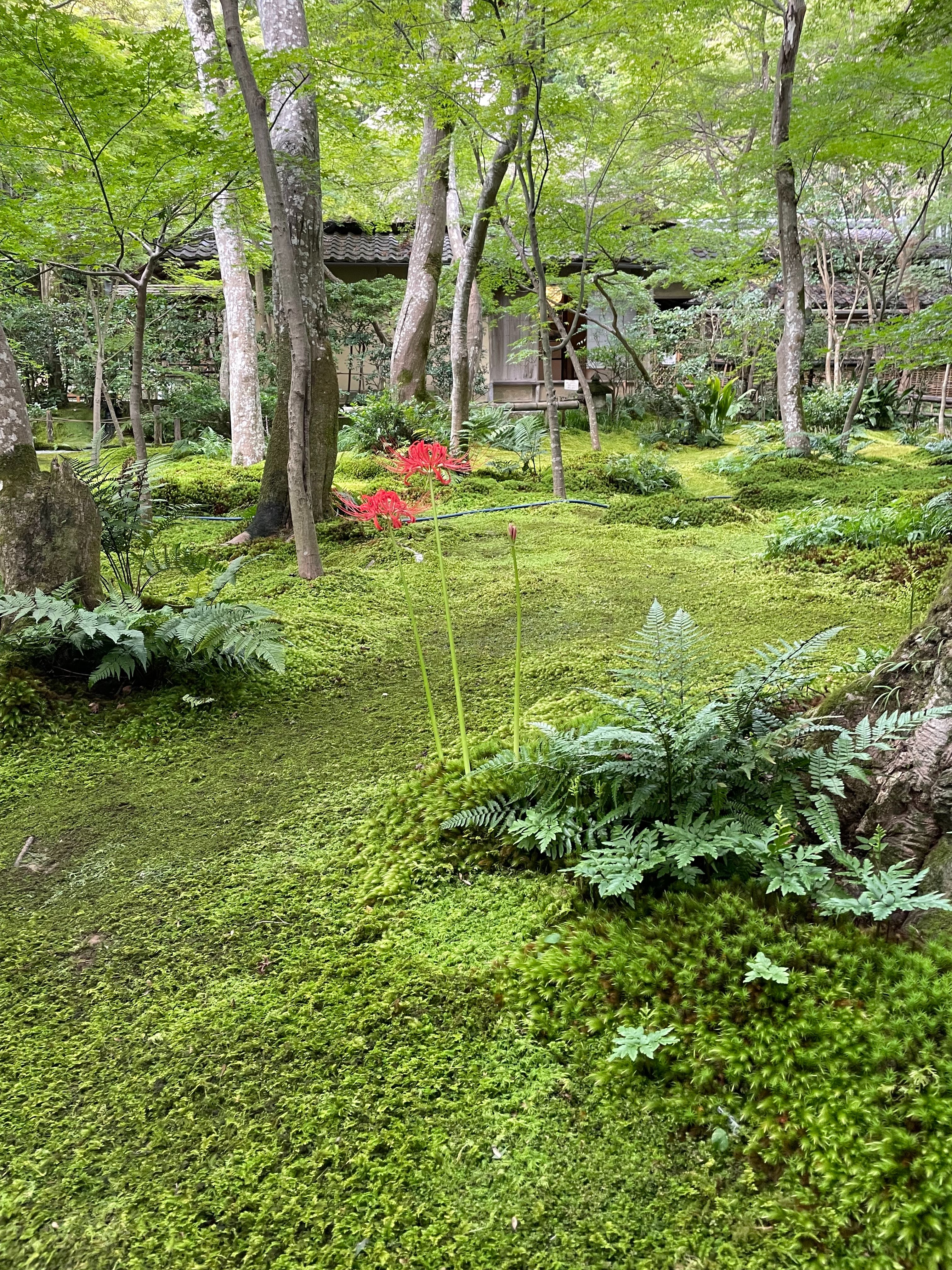 【レア】VIVIENNE TAM✨パワーネット　マオカラー✨彼岸花 VIVIENNE TAM✨パワーネット マオカラー✨彼岸花