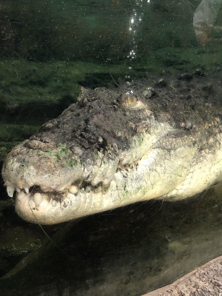 クロコダイル
デカすぎる、サバンナで水辺に近づいたが最後ライオンも喰われる