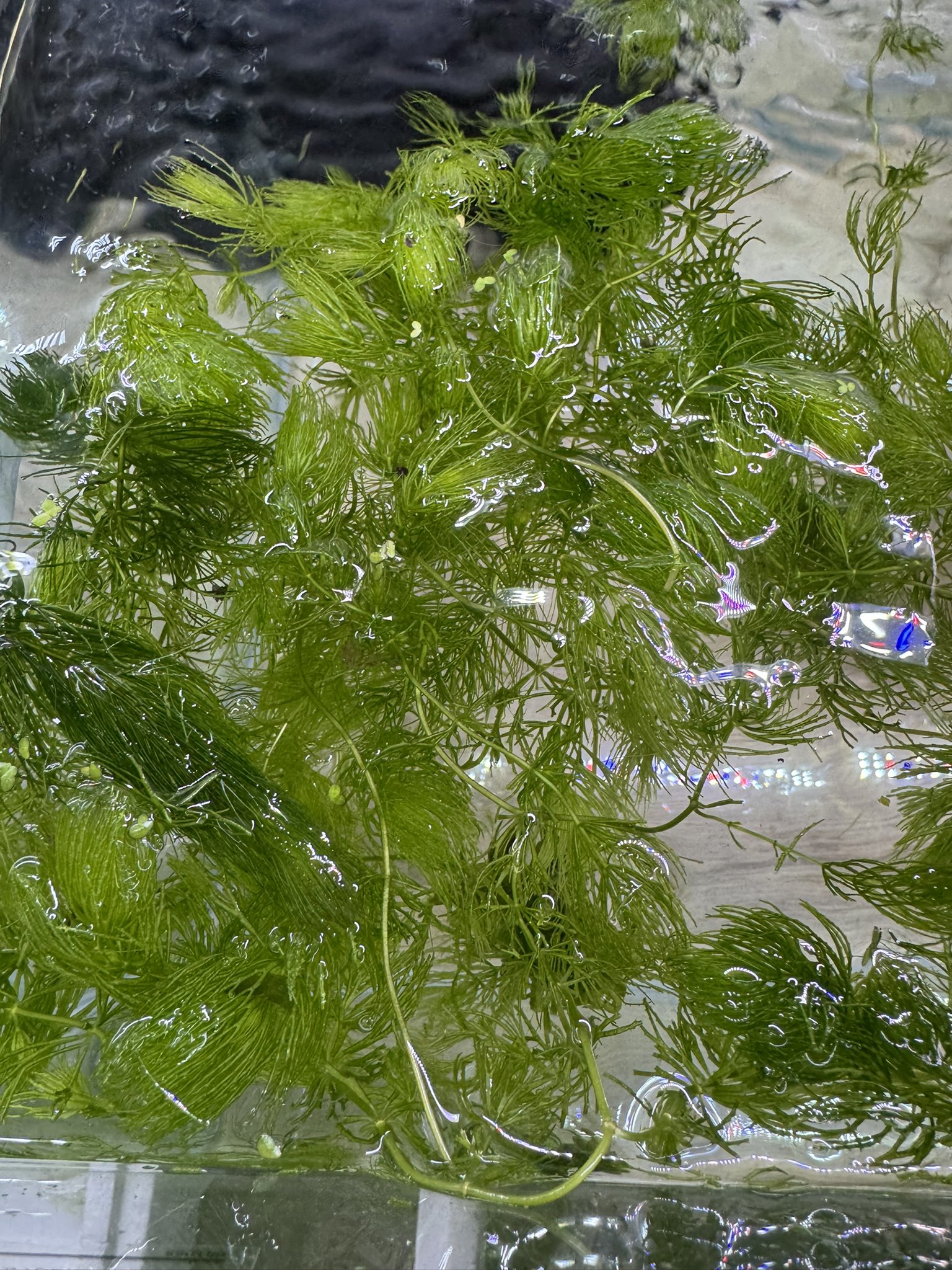 【ピコさん専用】アナカリス 水草 中型 大束 ピコさん専用】アナカリス 水草 中型 大束 楽天市場】(水草