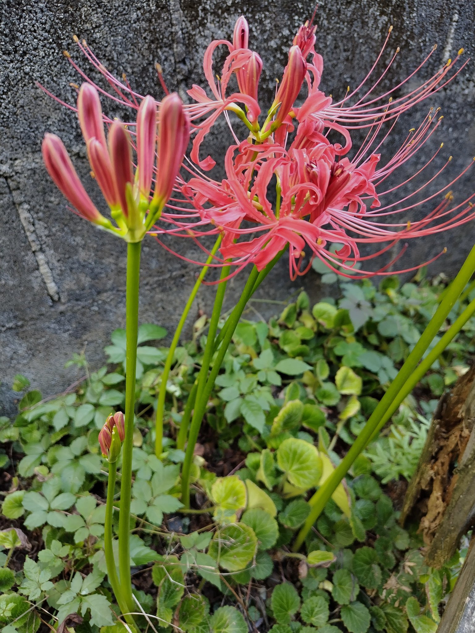 鴒花風月(れいかふうげつ) on X: 
