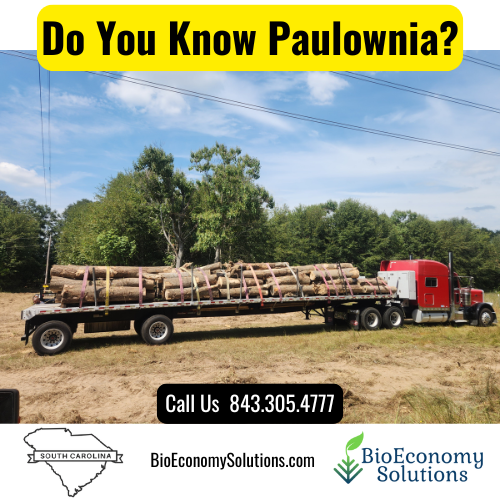 Algae4Gas's tweet photo. Month 1: we mounted the sawmill blade inside out &amp; backwards.
 
Month 36: we delivered 90+ Paulownia logs to a film project.

The messy middle taught us more than any manual! 👉 Get a FREE copy of Paulownia Carbon Report: https://t.co/faPaRfCPz0

#paulownia #tree #diy #diyproject https://t.co/Fki06Qy4Yj
