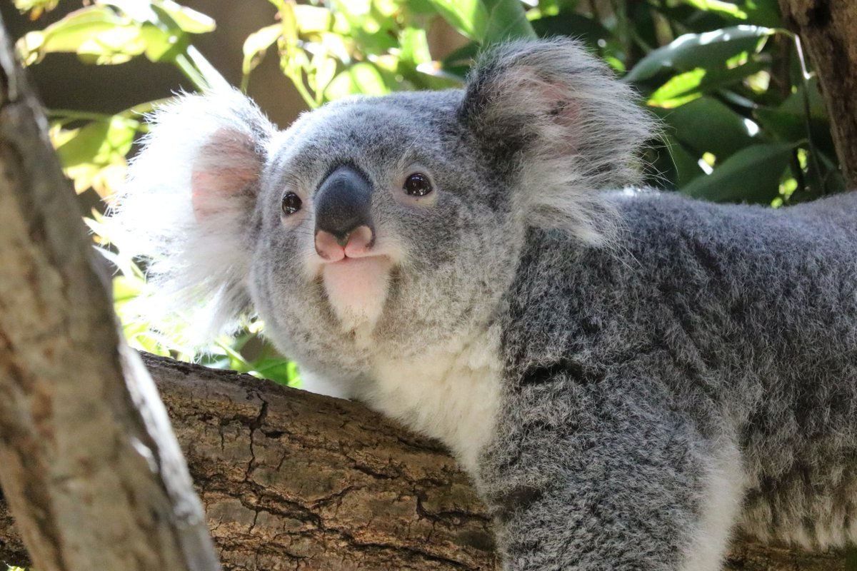 BrotherBrandJp's tweet image. 9月最終金曜日は #セーブザコアラデー🐨
コアラは、森林伐採や気候変動により個体数が減少し、絶滅危惧種に指定されています
コアラの置かれている現状について目を向けてみませんか?
ブラザーと東山動植物園の取り組みは以下のサイトで紹介しています⬇️
sdgsstory.global.brother/j/special/zoo/…
#savethekoaladay