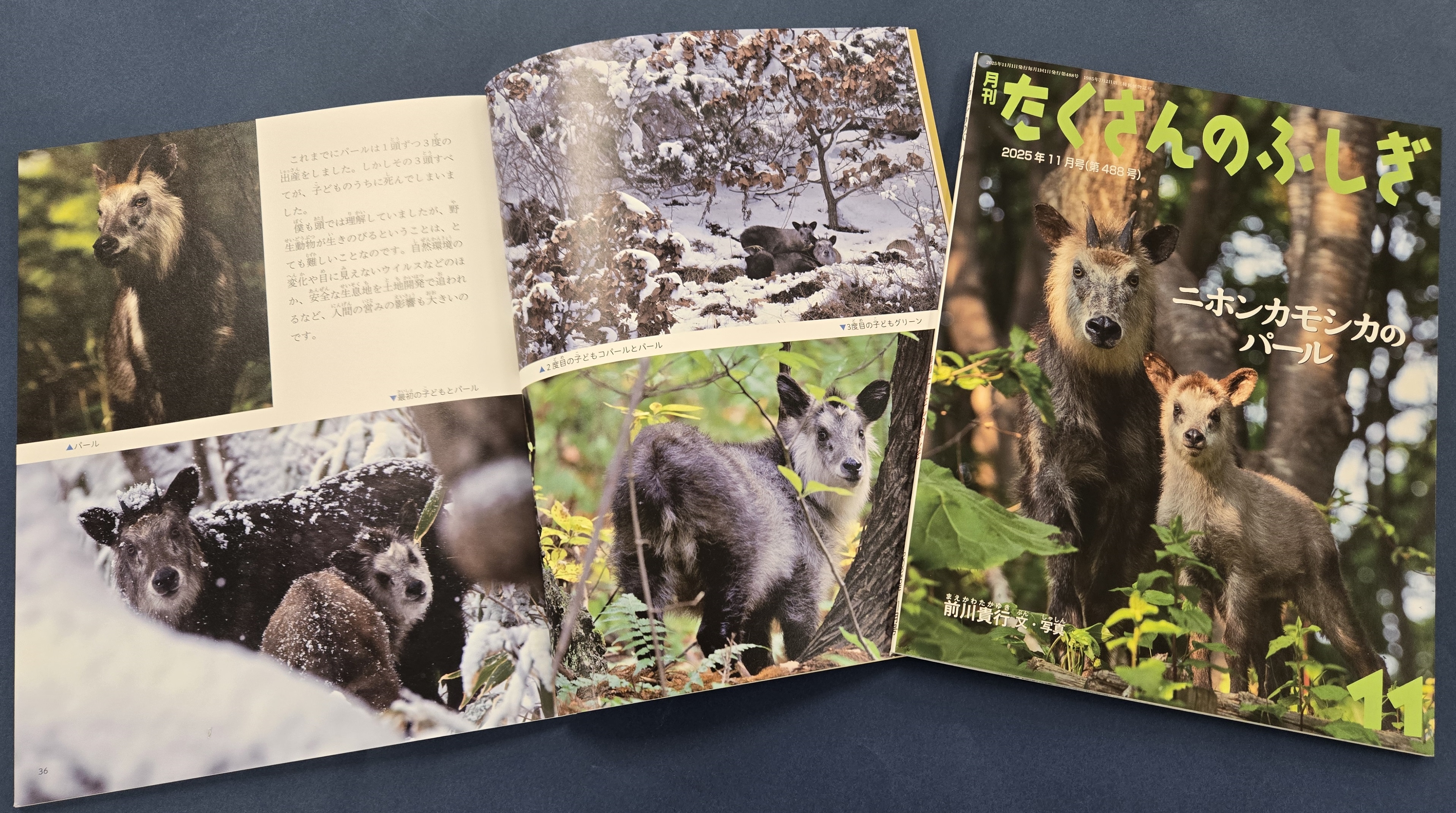 たくさんのふしぎ　2022年～2025年　13冊 セット売り たくさんのふしぎの最新号【2025年10月号 (発売日2025年09月03日