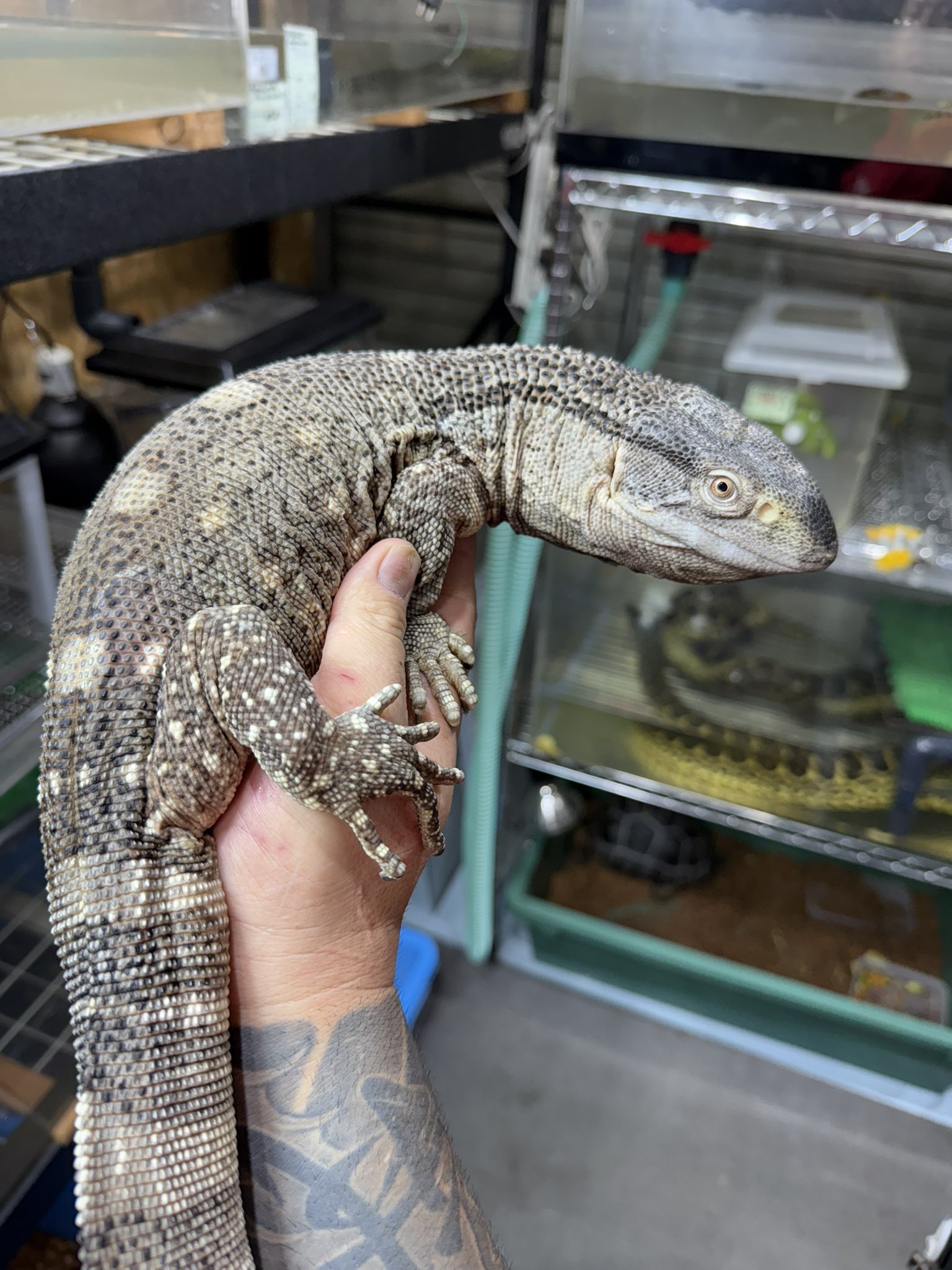 新品未開封　アフリカン・ロック アフリカンロックモニター 約1.2m、90cm、65cm 各飼い込み個体