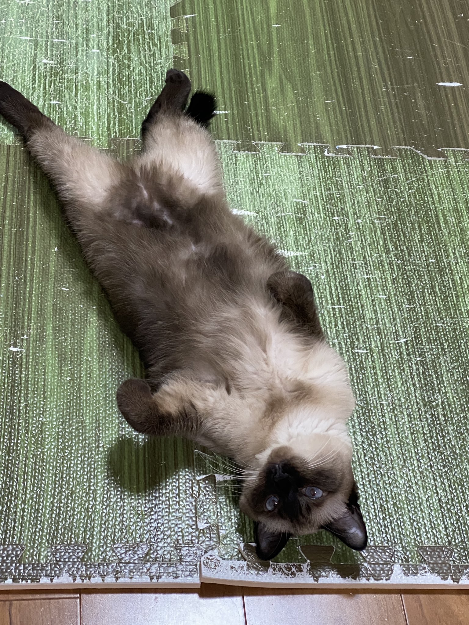 シャム猫 - Search / X