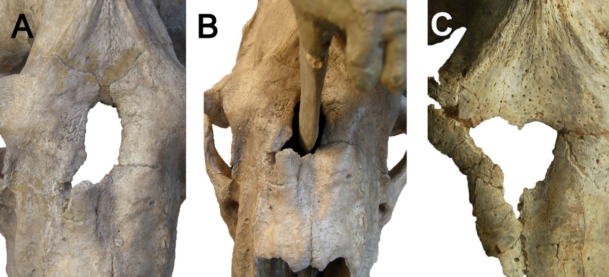 ausar_the's tweet image. The Smilodon populator specimen in A and B survived this injury, as indicated by healed and remodeled bone on the puncture margins. C is a different specimen, and may not have been as lucky. #FossilFriday