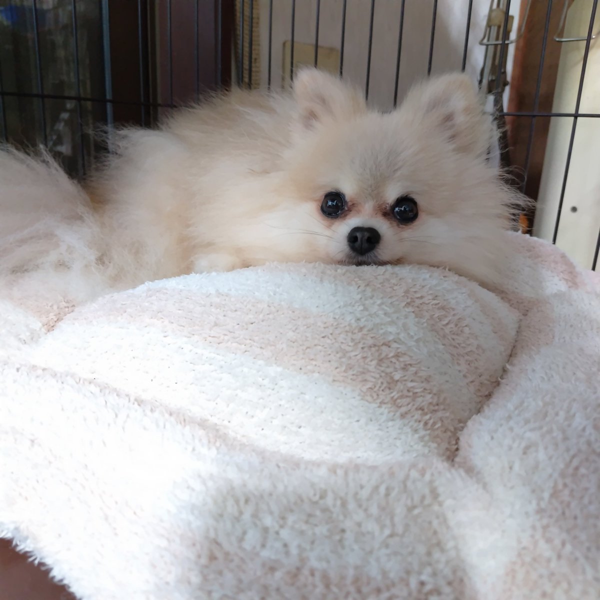 pome_sisters's tweet photo. 他にもベッドはあるのになぜかみんなお気に入りのベッドは同じ…😅

#犬のいる暮らし 
#猫のいる暮らし 
#ポメラニアン
#三毛猫 https://t.co/VfyOTbiS9P