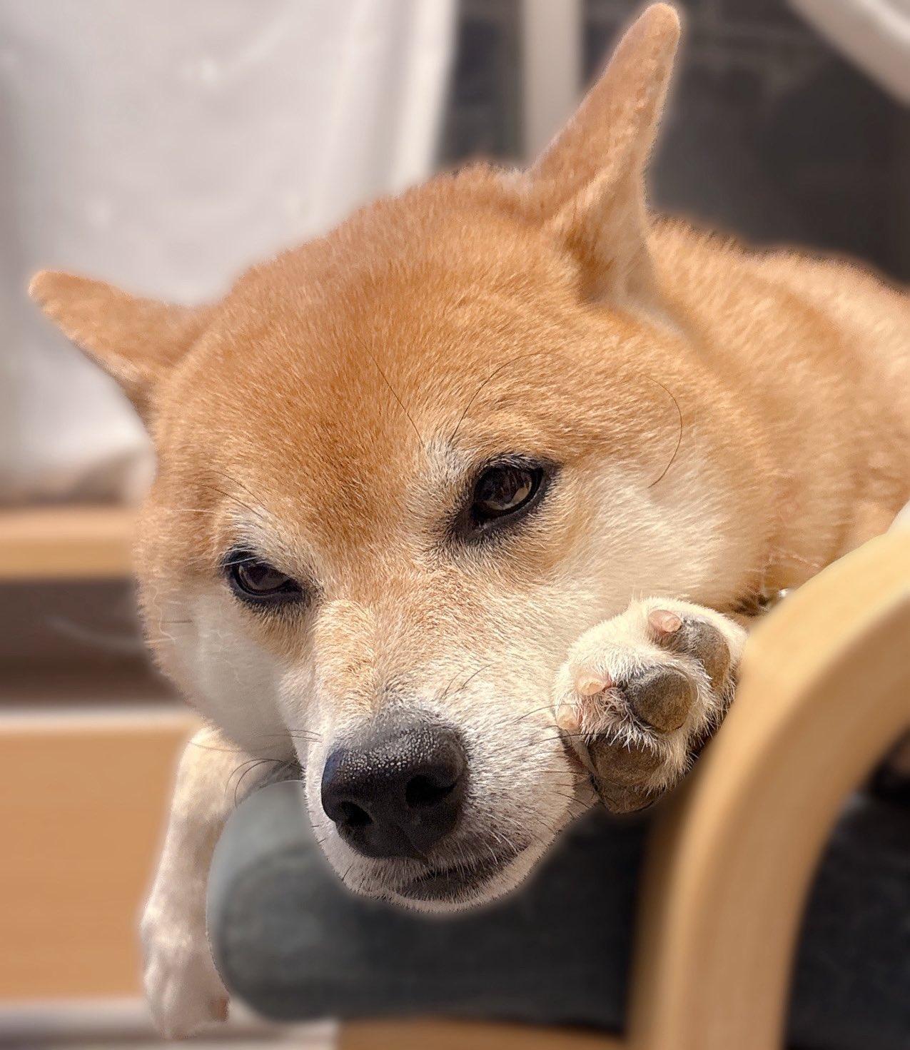 柴犬むぎ 柴犬むぎ (@shiba_inu_mugi) / X