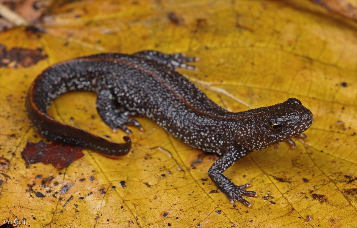The Great Crested Newt (Triturus cristatus) is one of three native salamanders in the UK.  When found outside the breeding season, the males lack the fancy, frilly dorsal crest for which their common and specific names derive.