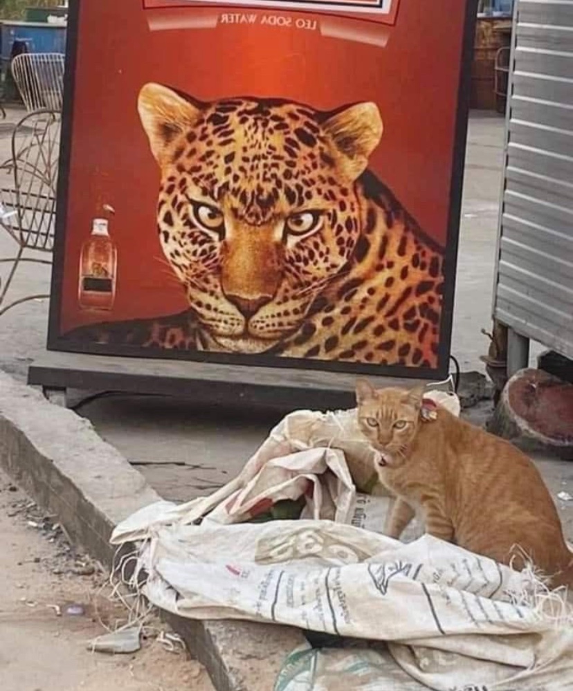 contents that ll heal your depression 🌻 (@catshealdeprsn) on Twitter photo 