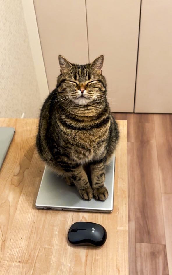 ノートPC乗って仕事できなくして笑ってる…