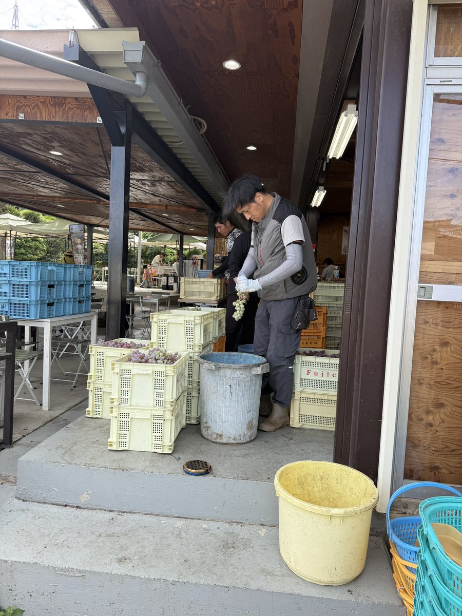 kusashio's tweet image. 9月26日（金）おはようございます。今日は、醸造用の甲州ぶどうを収穫しています(^^;;