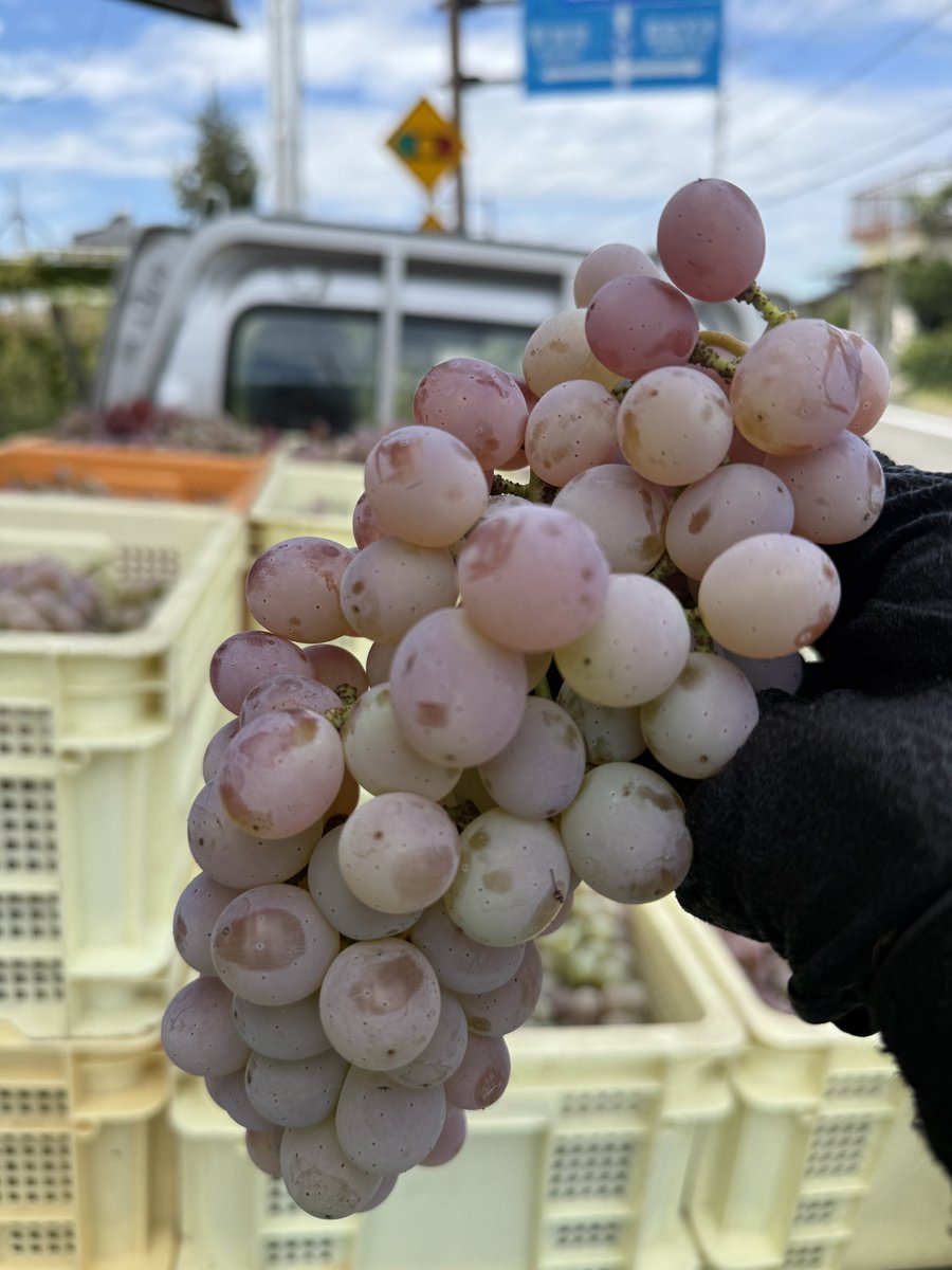 kusashio's tweet image. 9月26日（金）おはようございます。今日は、醸造用の甲州ぶどうを収穫しています(^^;;