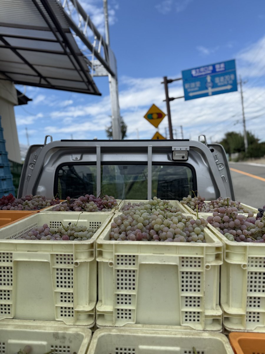 kusashio's tweet image. 9月26日（金）おはようございます。今日は、醸造用の甲州ぶどうを収穫しています(^^;;
