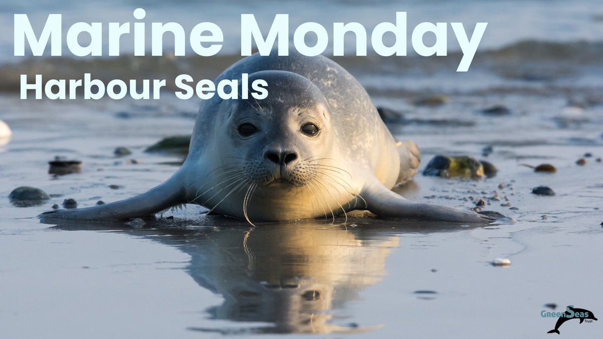 GreenseasOrg's tweet image. It&apos;s #MarineMonday, a reminder that #HarbourSeals are more than wildlife; they are signs of a healthy ocean.

Pollution, fishing gear, and climate change are just some of the many threats these agile hunters face.

#GreenSeasTrust #Conservation #ProtectWildlife #ClimateCrisis