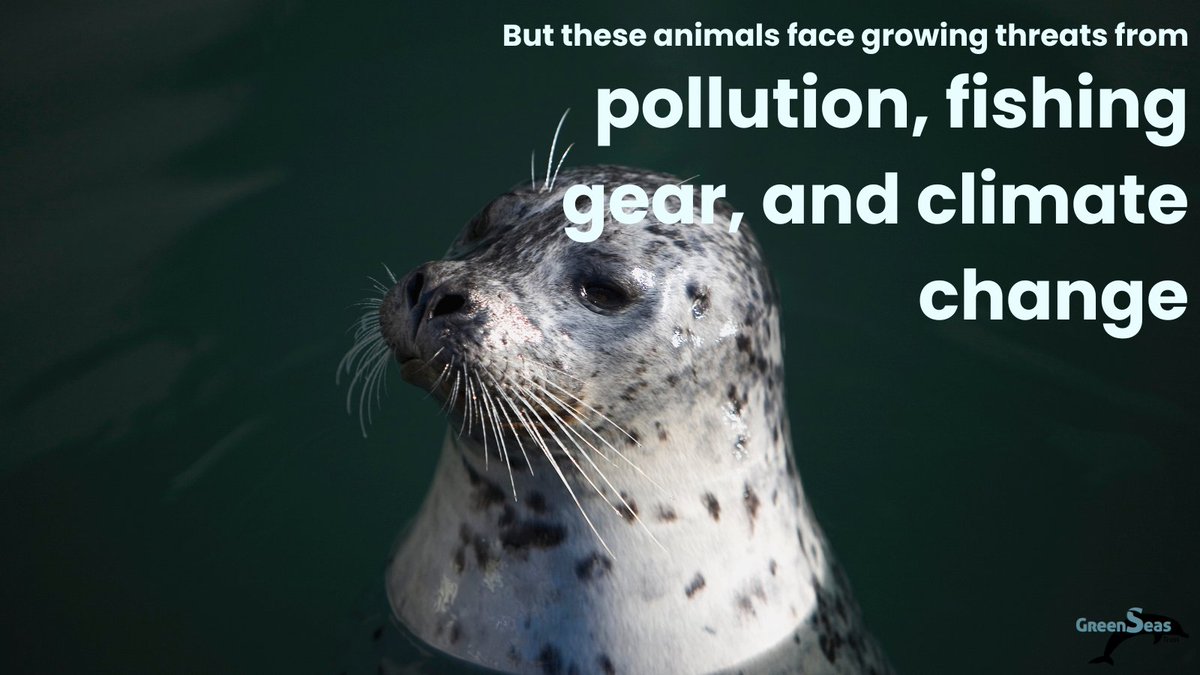 GreenseasOrg's tweet image. It&apos;s #MarineMonday, a reminder that #HarbourSeals are more than wildlife; they are signs of a healthy ocean.

Pollution, fishing gear, and climate change are just some of the many threats these agile hunters face.

#GreenSeasTrust #Conservation #ProtectWildlife #ClimateCrisis