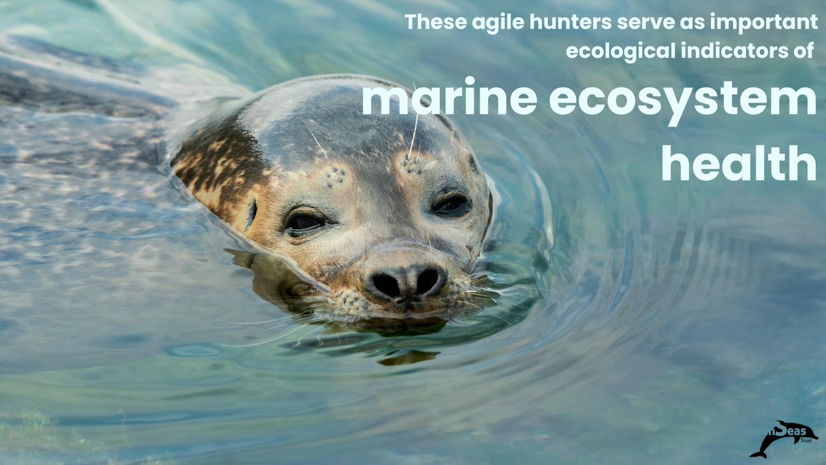 GreenseasOrg's tweet image. It&apos;s #MarineMonday, a reminder that #HarbourSeals are more than wildlife; they are signs of a healthy ocean.

Pollution, fishing gear, and climate change are just some of the many threats these agile hunters face.

#GreenSeasTrust #Conservation #ProtectWildlife #ClimateCrisis