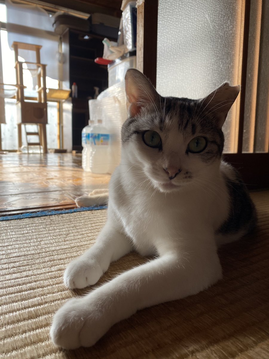 野良猫ギンタ (@rlixZaAmvw26814) / Posts / X