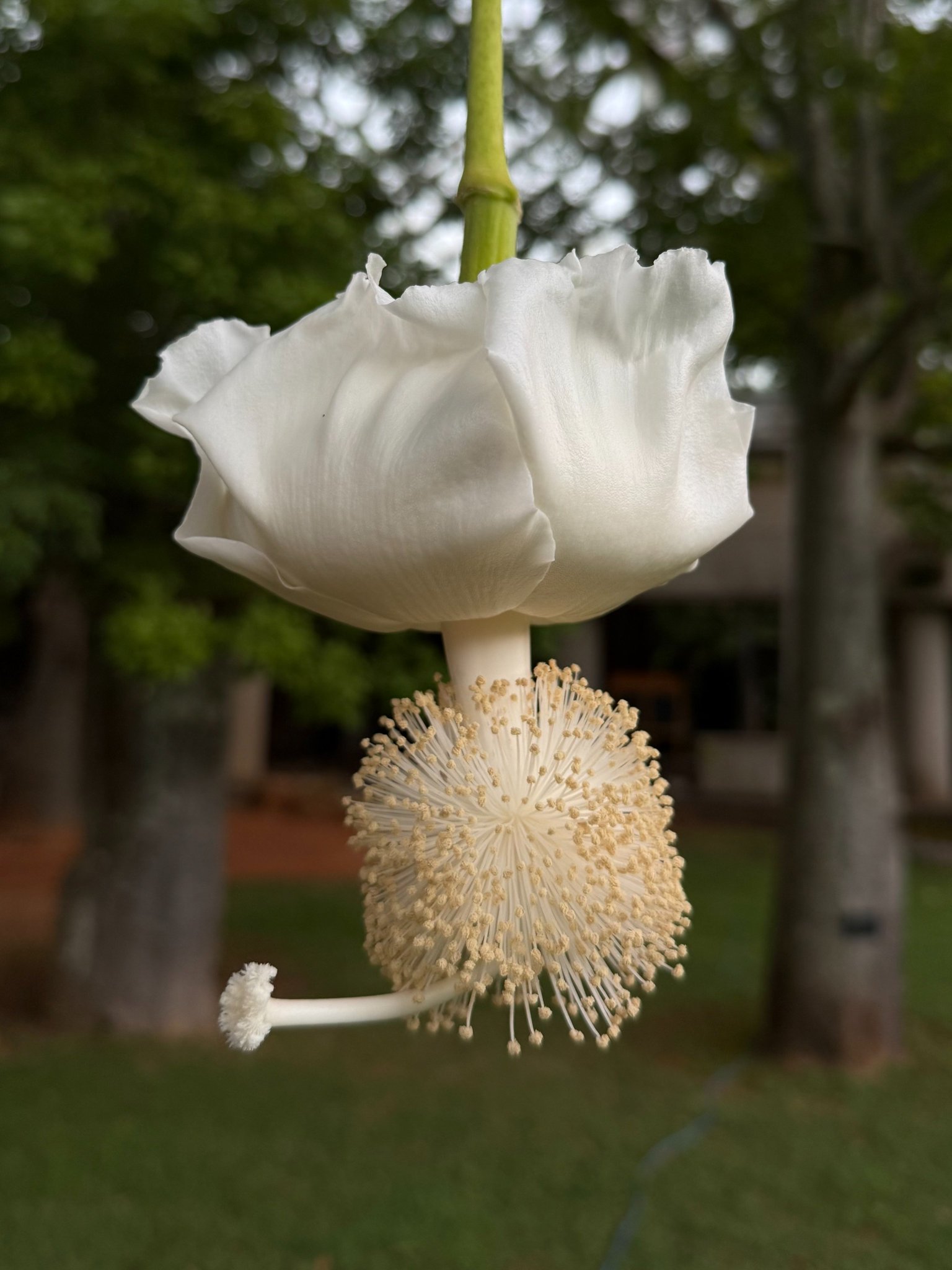 海洋博公園・沖縄美ら海水族館 on X: 