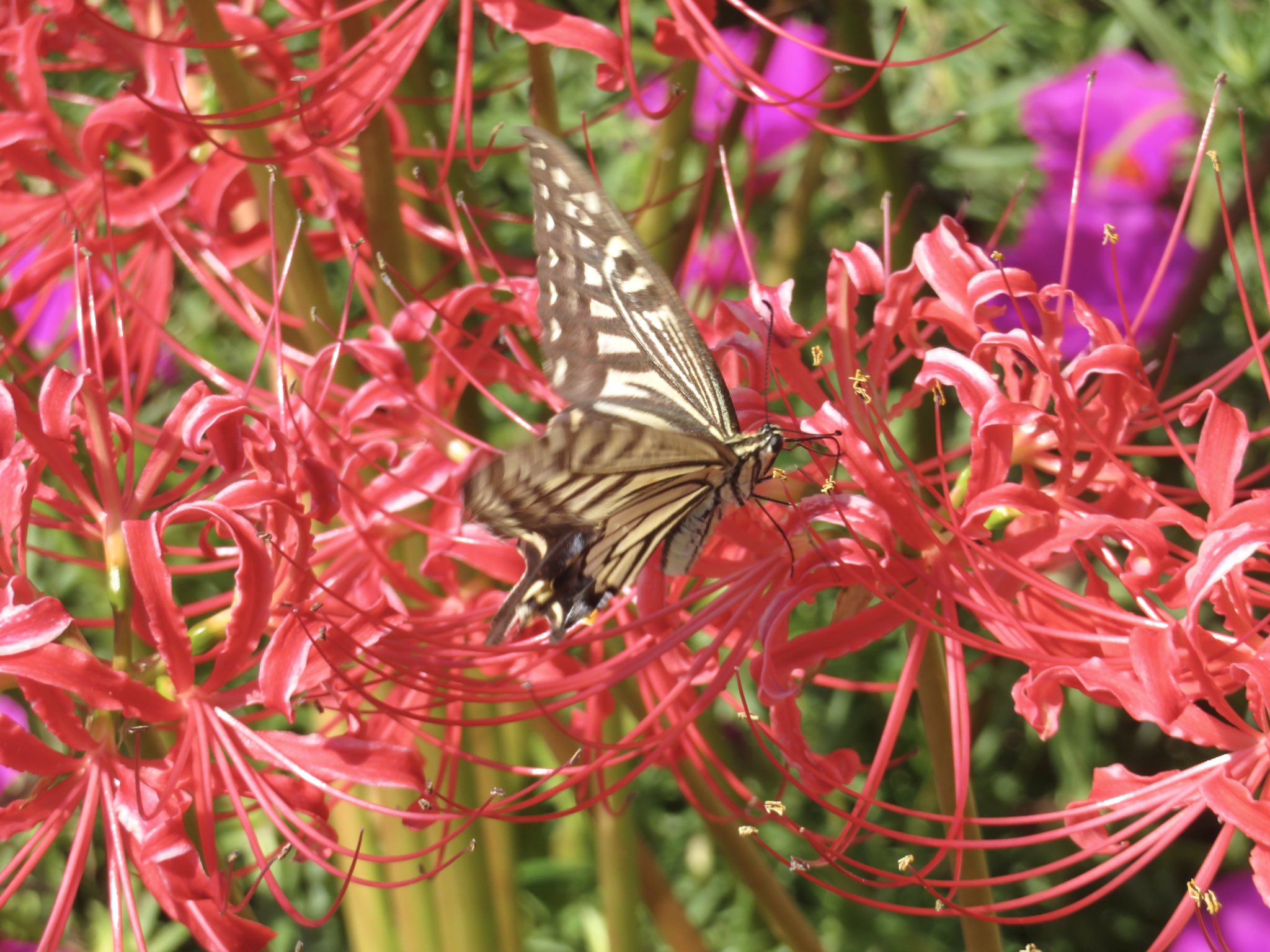 花と蝶 花と蝶 花と蝶 カード検索 ｜ Z/X - Zillions of enemy X - ゼクス