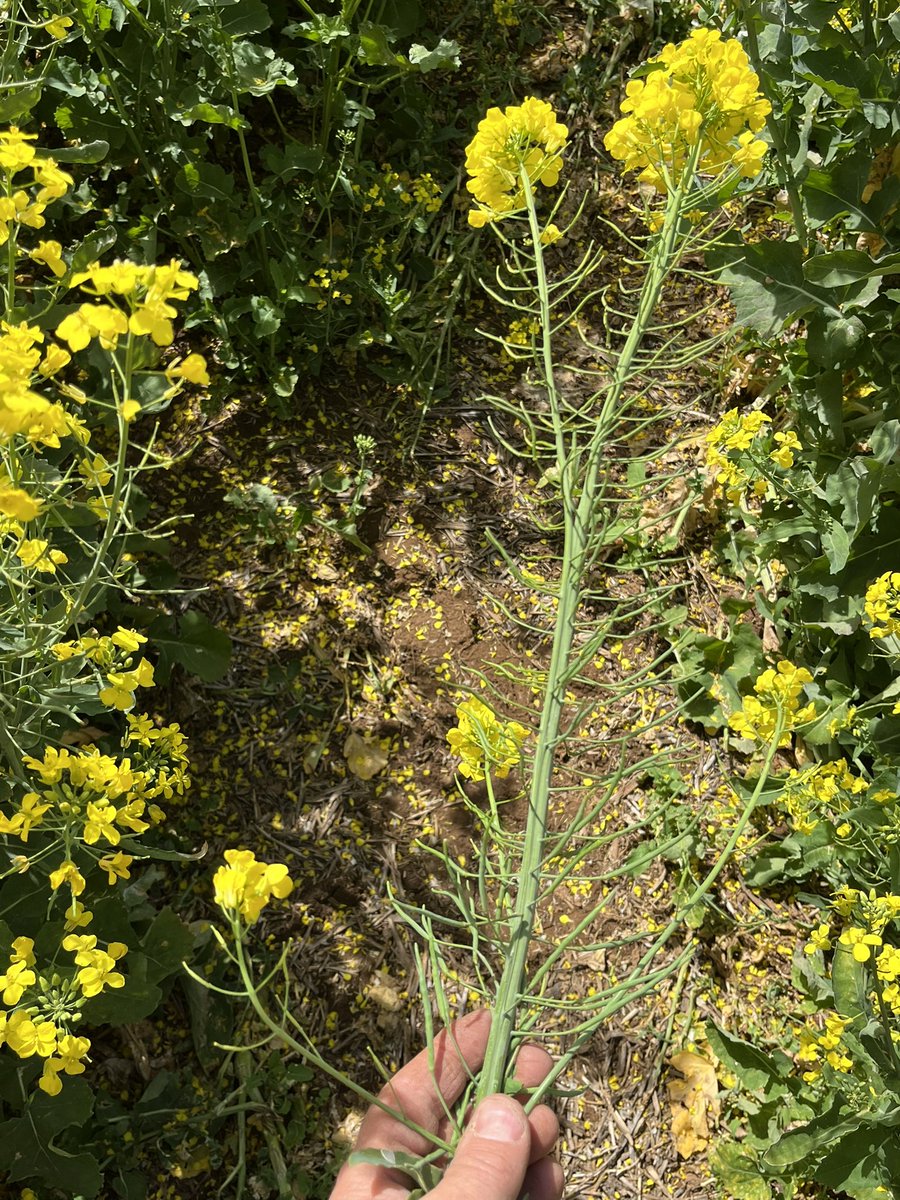 Ok Twitter, what’s going on here?  Multi canola plants are doing this.  Central stem is forked and flattened with much denser pod set.  They seem to be filling.  Variety is Defender.  Irrigated and dry land crops the same.