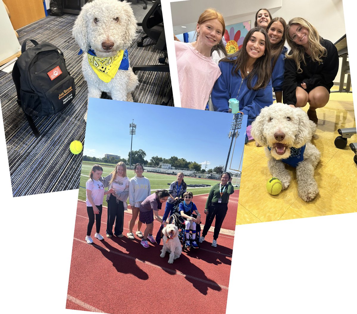 Dr. Shawn S. Perry (@drshawnperry) on Twitter photo Snow The Comfort Dog got to hangout with <a href="/FHSRaccoons/">Frisco High School</a> today. He loved every minute of it… the kids did too!! Snow The Comfort Dog got to hangout with <a href="/FHSRaccoons/">Frisco High School</a> today. He loved every minute of it… the kids did too!!