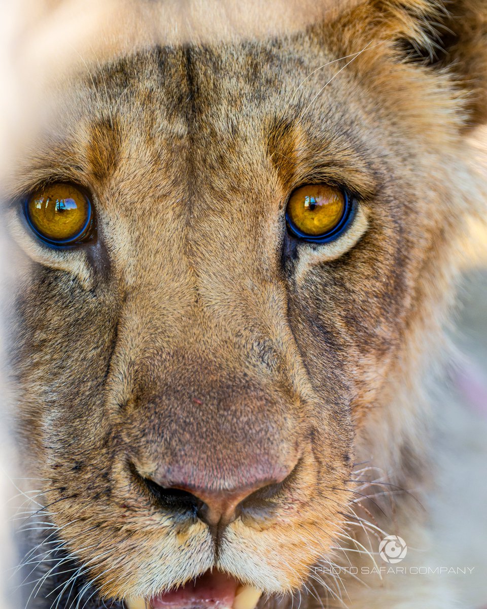 Photo Safari Company tweet media