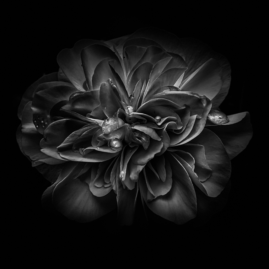 learningcurveca's tweet image. Backyard Flowers In Black And White No 67 Photo Prints by The Learning Curve Photography on @zazzle

zazzle.com/backyard_flowe…

#prints #zazzle #zazzlemade #photoprints #flowers #nature #blackandwhitephotography #originalphotography #photography