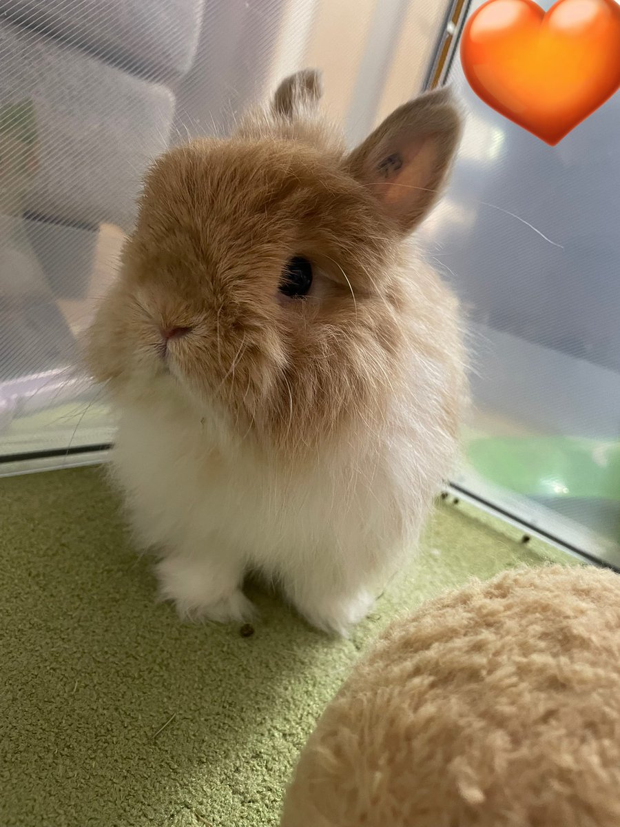Petitbunny25's tweet image. 🐰なにやつっ！

#うさぎ
#うさぎがいる暮らし
#ネザーランドドワーフファジー