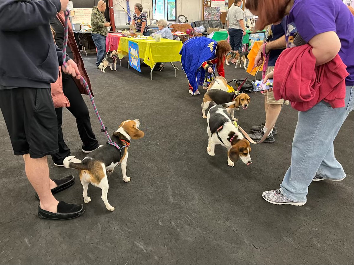The clock is ticking! ⏰ Just TWO DAYS until the B.O.N.E.S. Bash!

Get ready to party with us this Sat, Sept 27th. We're so excited to see everyone and celebrate our amazing rescue #beagles ! bash.bonesbeagles.org

#BONESBash #BeagleRescue #Countdown #DogEvent #SeeYouSoon