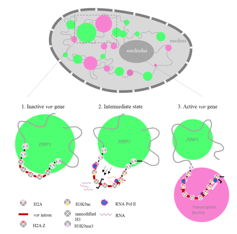 Krishanpal Karmodiya tweet media