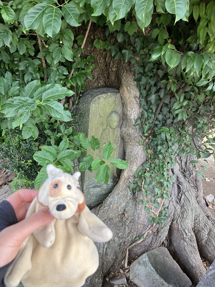 ゆねこまる ねこまる (@yzwneko) / Posts / X