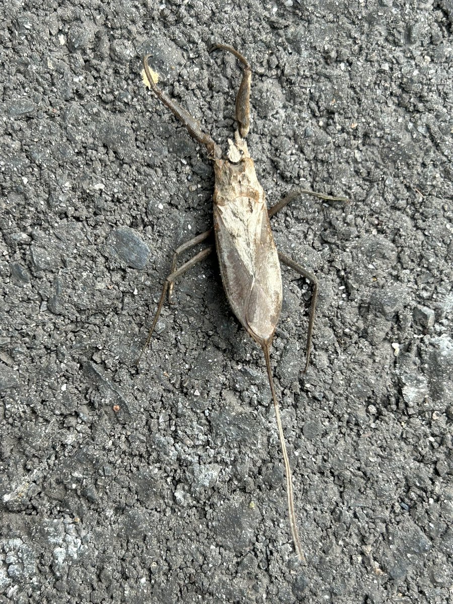 プラス(+-)マイナス tweet media