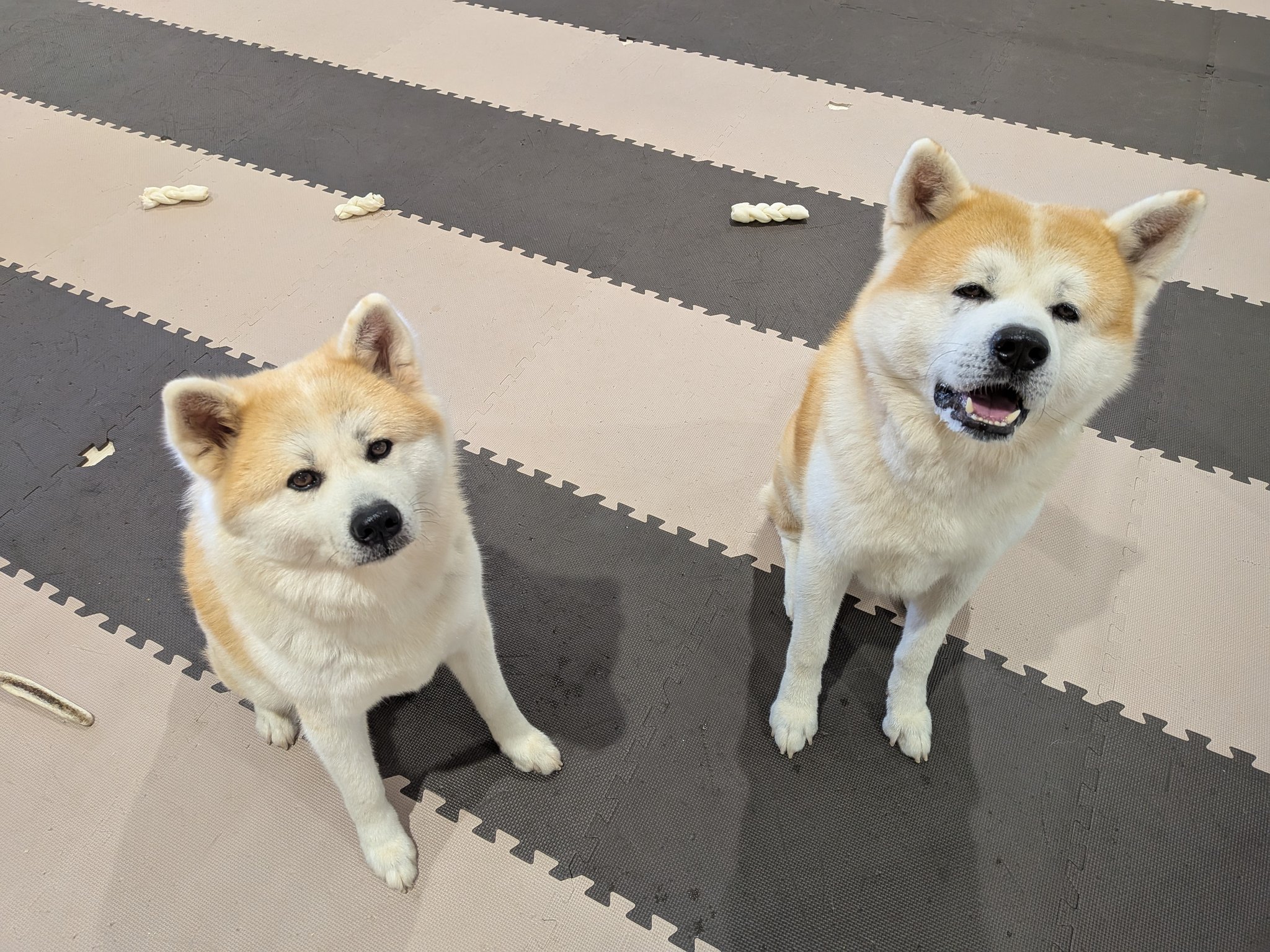 リサラーソン限定秋田犬Akitainu Lisalarsonハチ公hachi リサラーソン限定秋田犬Akitainu Lisalarsonハチ公hachi - メルカリ