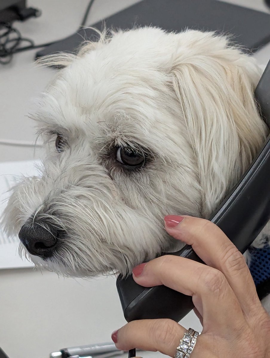 danicounselor's tweet image. When your team needs a substitute administrative assistant, I’ve got the guy for you. Warning  - he requires snacks and won’t work long hours. Plus sometimes he licks his coworkers which it seems is a big no-no in the HR world. 
#therapydog #dogs #funnydogs