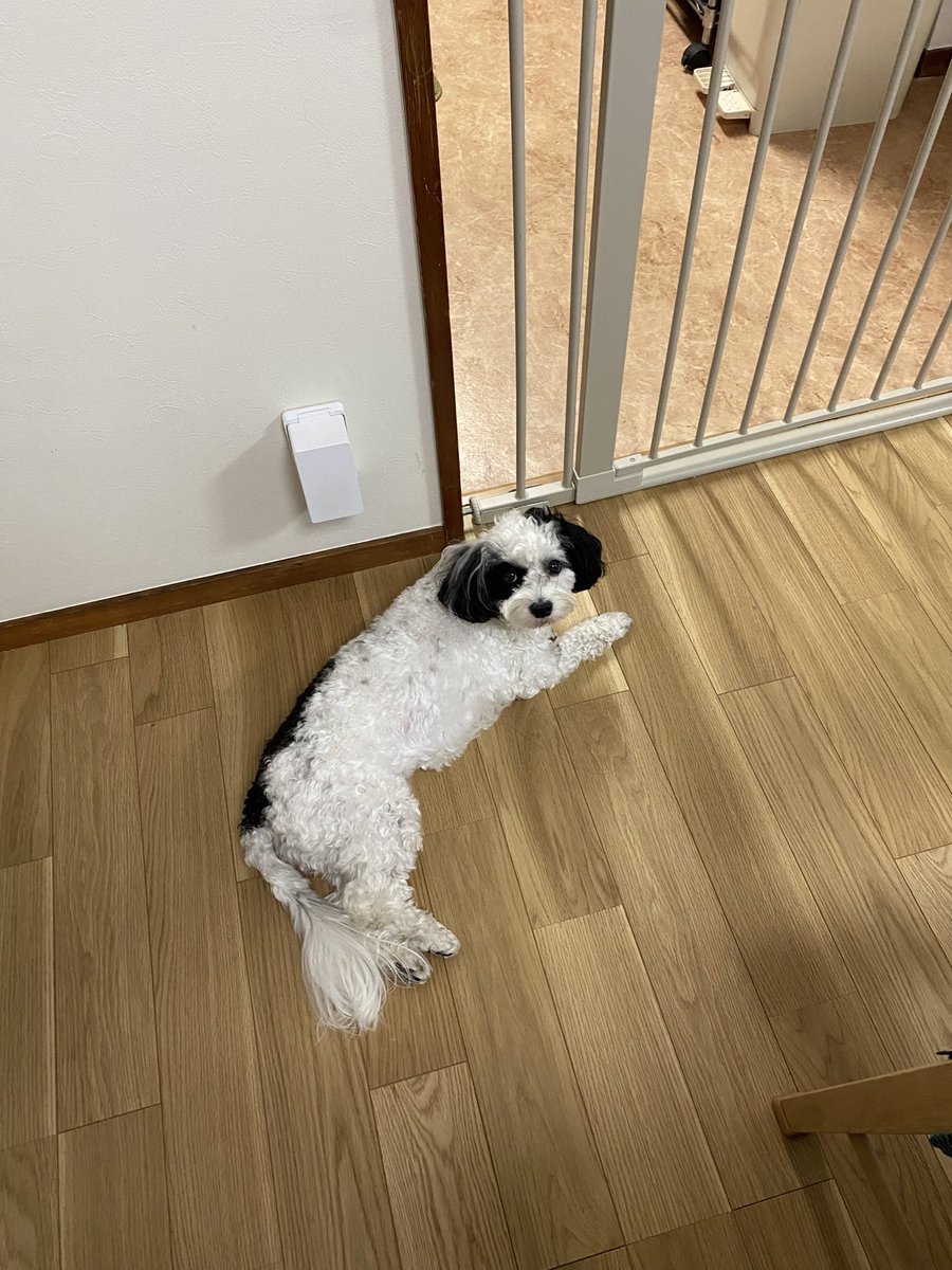 mono_inu_desu's tweet image. なんかまた大きくなってる気がする…‼️
6キロ到達σ^_^;
お父さんマルチーズ3キロって聞いてましたが…？？

でも可愛いし健康なので花丸満点💯