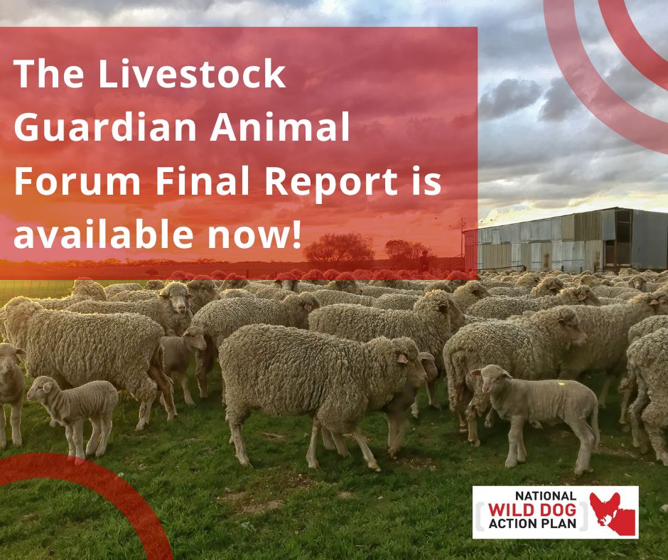 NWDAP_au's tweet photo. The NWDAP Livestock Guardian Animal Forum Final Report is available now! 📃🐾

Key info :
✔️ There is no one-size-fits-all approach
✔️ Proper training is crucial
✔️ More research is required 
✔️ Greater support systems needed

🔗 https://t.co/KOVSy7KC6c https://t.co/kWTjKGJZhb