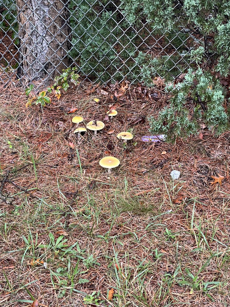 Amanita muscaria on Long Island: striking yellow caps, white warts, a stunning sight in forests and grassy spots! #Mushroom #Nature