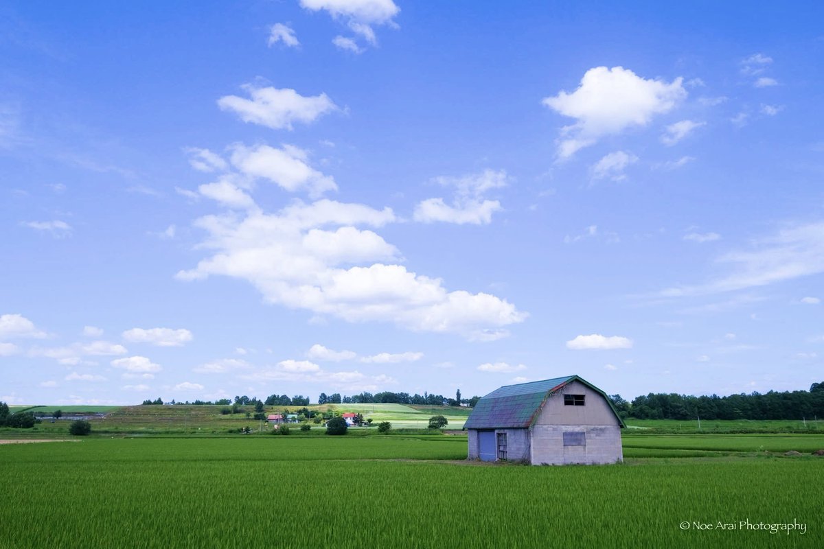 polarbearrabbit's tweet photo. 北海道の広々とした空、緑の田園です。
納屋のある景色が大好きです。
静かで緑豊かな環境を、守りたいですね。^-^*
#photo_travelers #photo_shorttrip #写真 #summer #life_with_camera #Japan #nature #北海道 #富良野 #tokyocameraclub #田園 #FUJIFILM #xt3 #xf1855 #今日もx日和 #旅 #blue #sky https://t.co/x7ffpmbXvU
