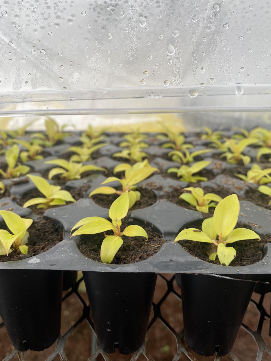 _SebastianKaito's tweet photo. Nuestras propias plantas del laboratorio salieron al vivero y se ven increíbles después de 6 meses de multiplicarlas https://t.co/ikVMM6ZzpM