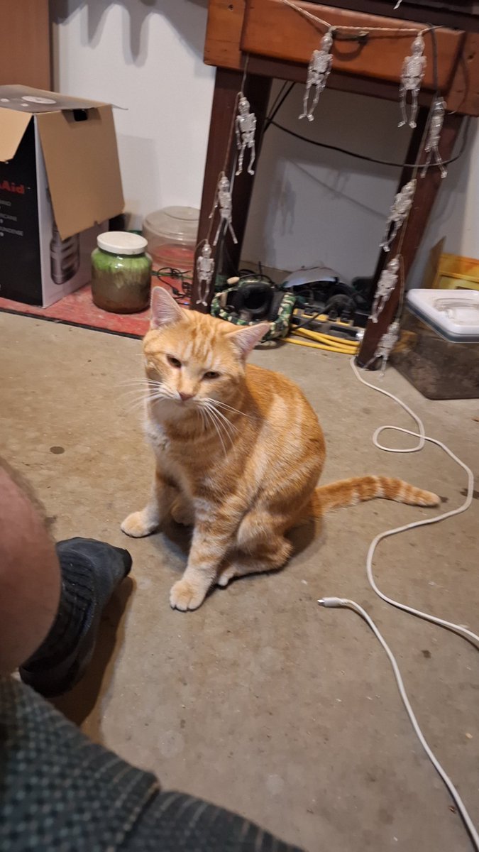 TraceFeldman's tweet photo. @lzndon Hi Walt! From Simba https://t.co/AteVdySqck